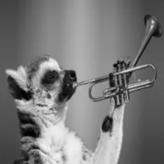 cover a raccoon with a trumpet